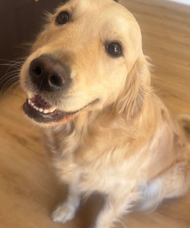 Alice — Golden Retriever