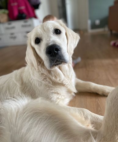 Astrid — Golden Retriever